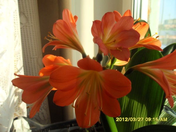 Валентина Барковская