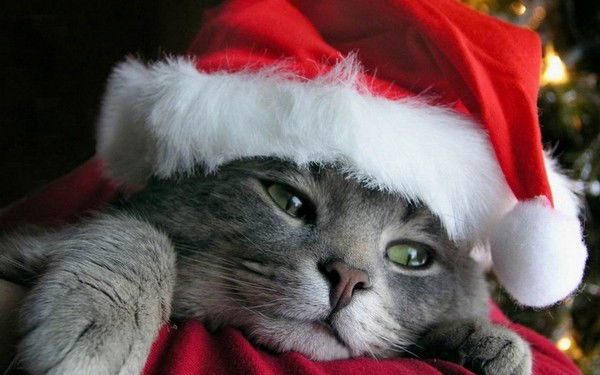 Дима Пузанов