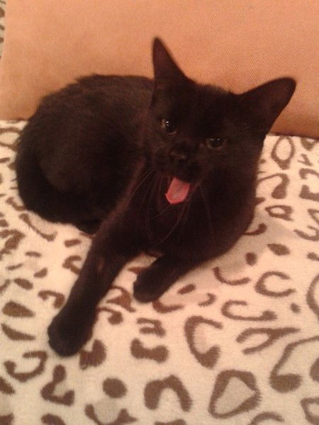 Влад Живица