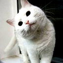 Demon Cat