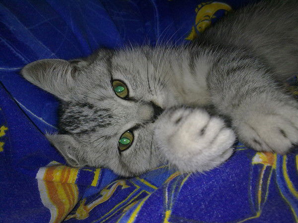 Анастасия Воронина