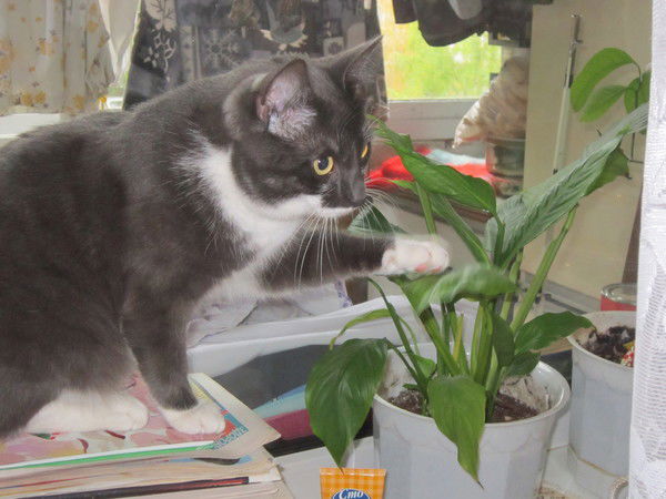 Павел Воронин