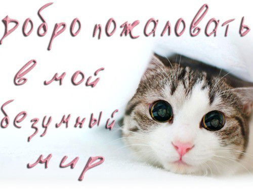 Салон Сокол