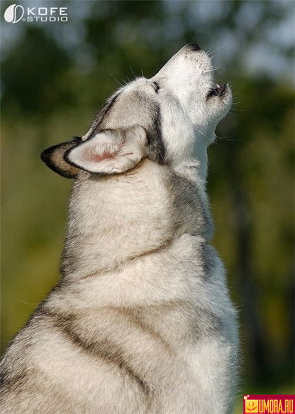 Виталий Колесников