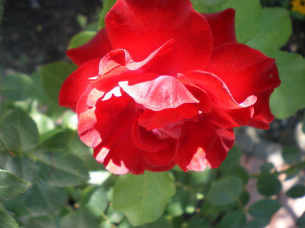 Нина Медведева