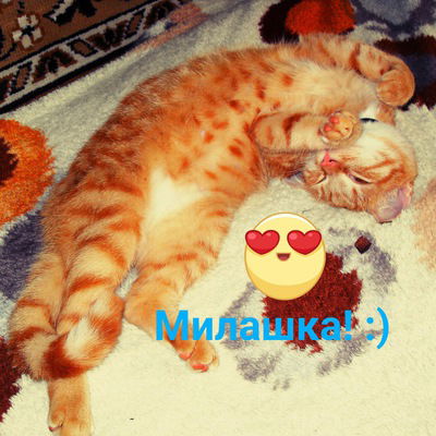 Ирина Арсеньева