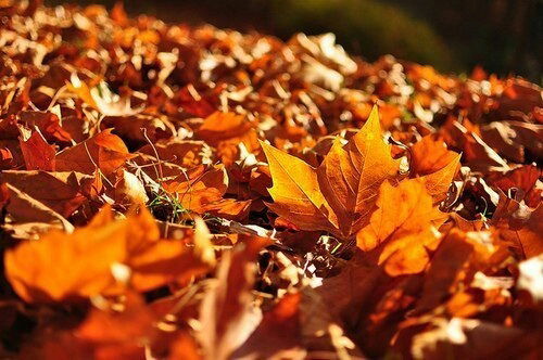 София Пуховская