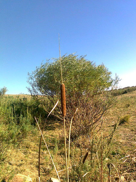 Руслан Ахметжанов