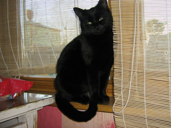 Татьяна Чернокрылова