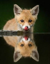 Данил Родин