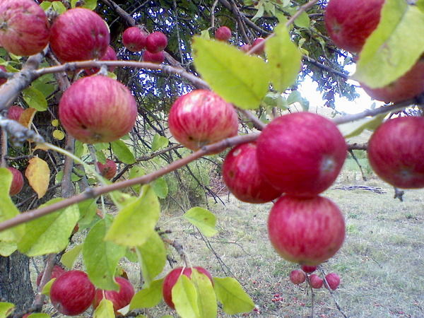 Татьяна Симонова(Асеева)