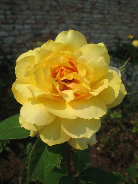 Светлана Герасимова