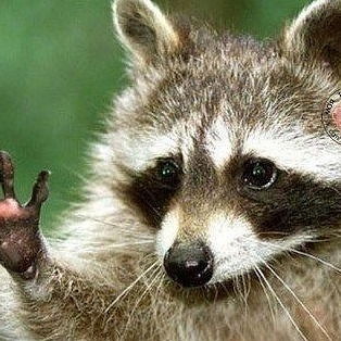 Пушистые Лапки