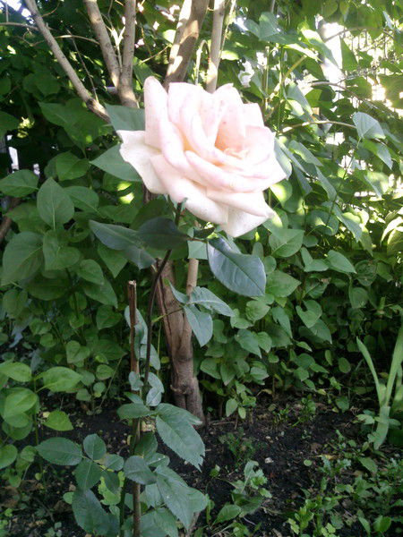 Кристина Герберсгаген