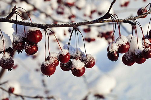 Светлана Воробьева