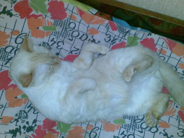 Кристина Захарова