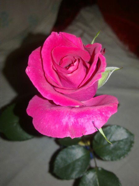 Ольга Ольга