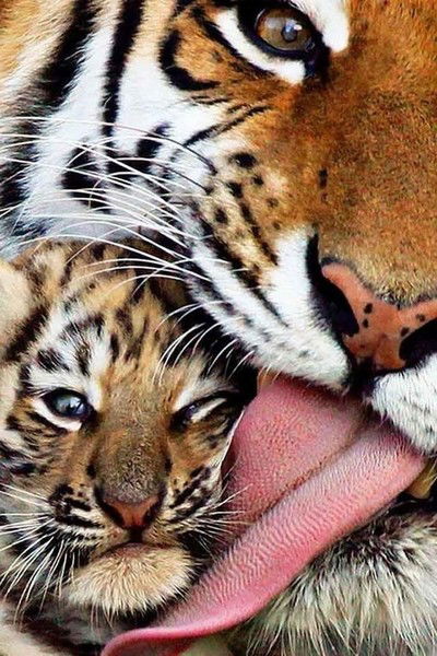 Светлана Куликова