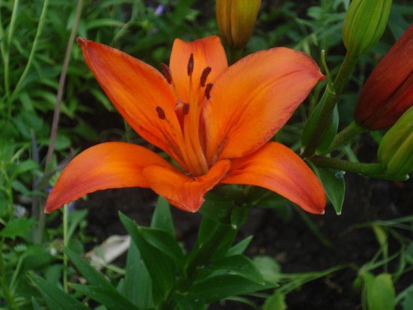 Оксана Яковлева