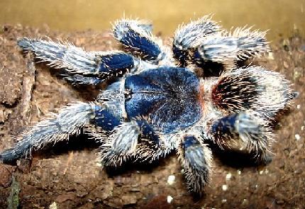 Руслан Дарьёев