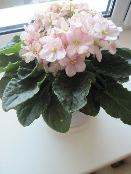 Цеханович Ирина