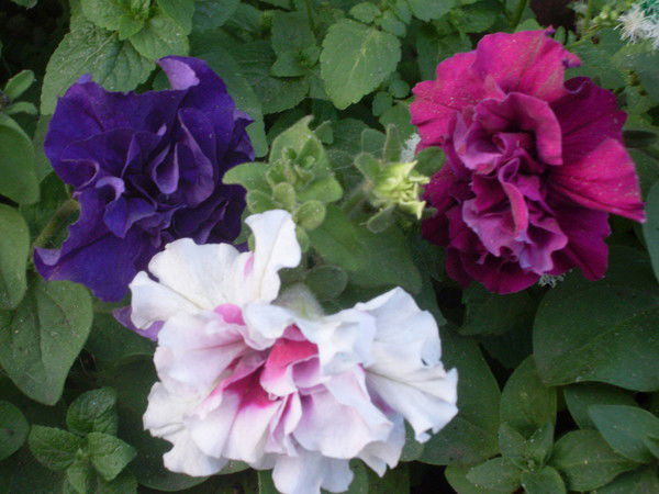 Ольга Рябкова