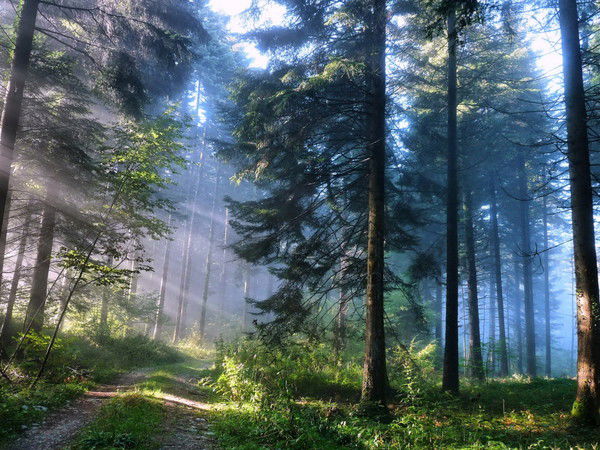 Алексей Мосин