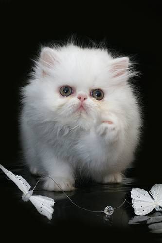 Владик Иванов