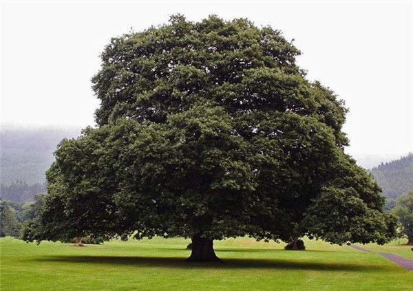 Вячеслав Марков