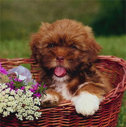 Андрей Буров