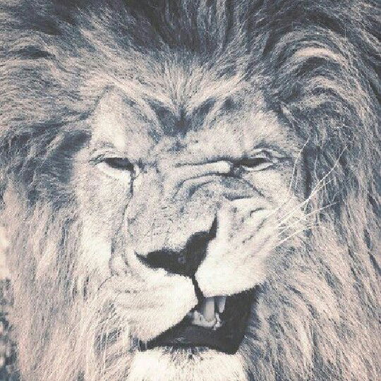 Андрей Пристинский