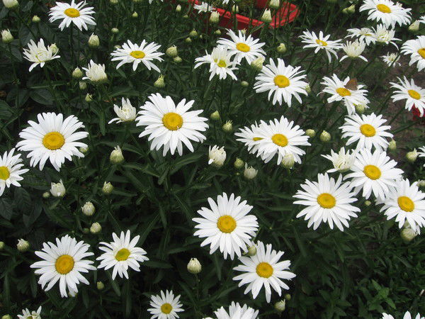 Людмила Онишко