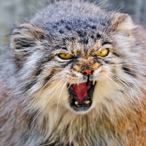 Вадим Павлов