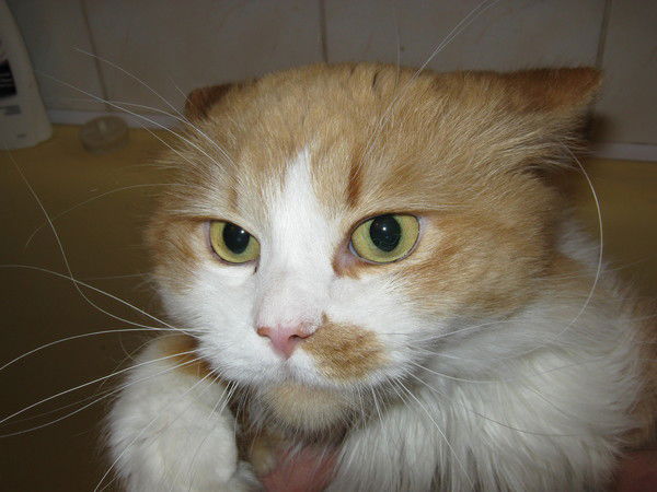 Роман Атосов