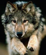 Рустам Жанкулов