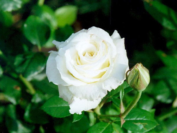 Алла Черняева