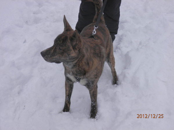 Светлана Гришкина