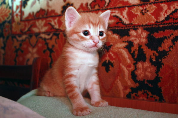 Инна Пинчук