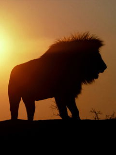 Татьяна Пахомова