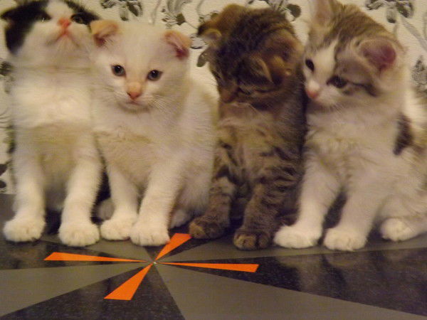 Елена Соболева