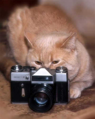 Дина Ибрагимова