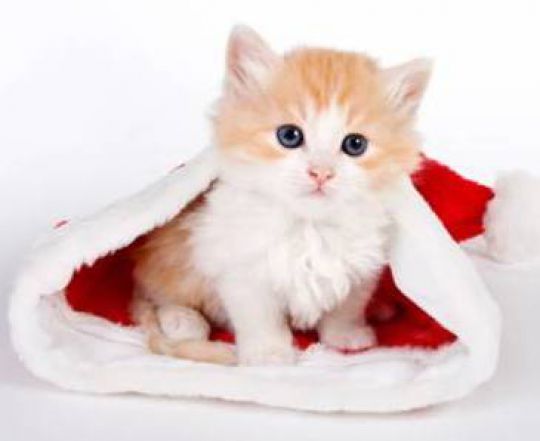 Паша Кинельский