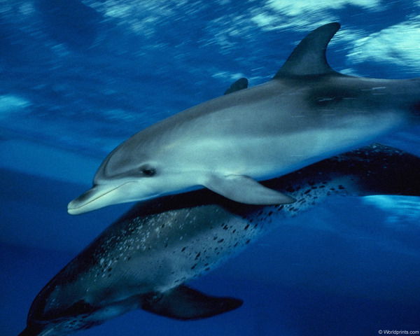 Григорий Друккер