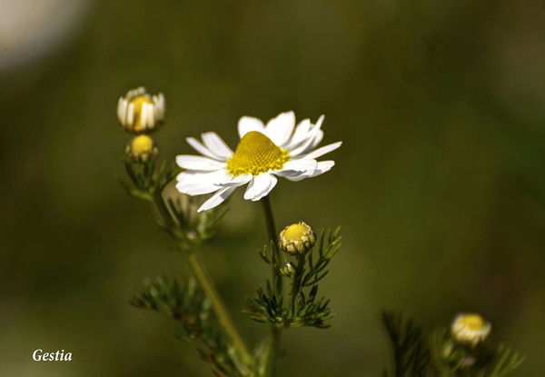 Римма Шевцова