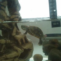 Эмилия Матвеева