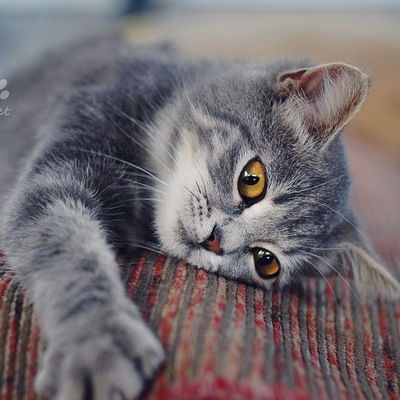 Некит Попов