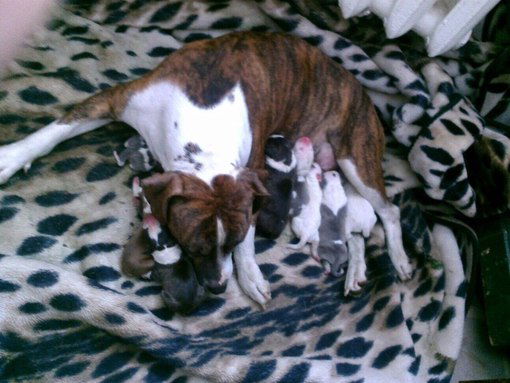 оресто крук