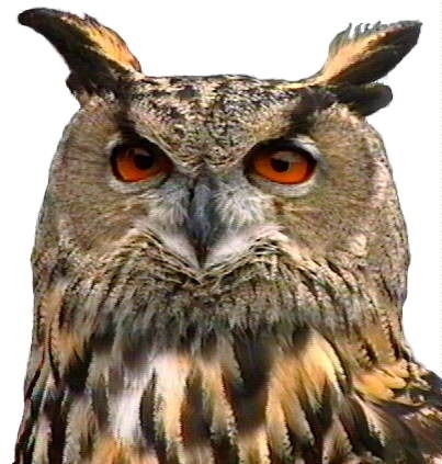 Павел Щербаков