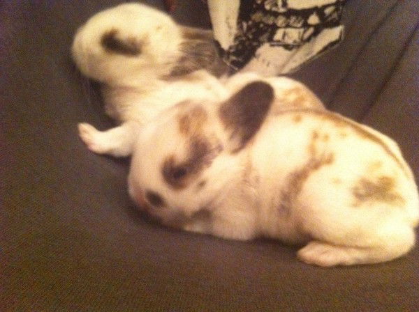 Виктория Ситало