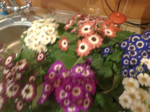 Олеся Рудык